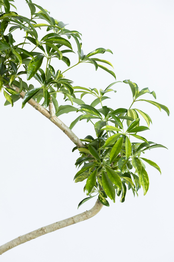 観葉植物 シェフレラ アッシュフォリア曲がり 一点もの（8号鉢）の写真7枚目