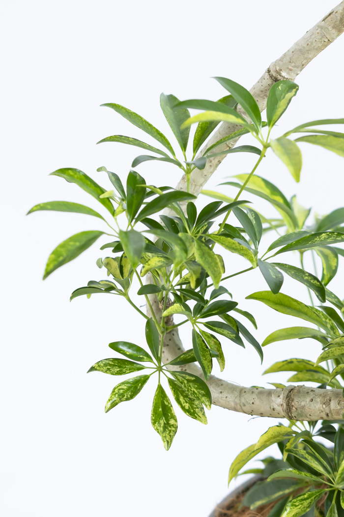 観葉植物 シェフレラ アッシュフォリア曲がり 一点もの（8号鉢）の写真8枚目