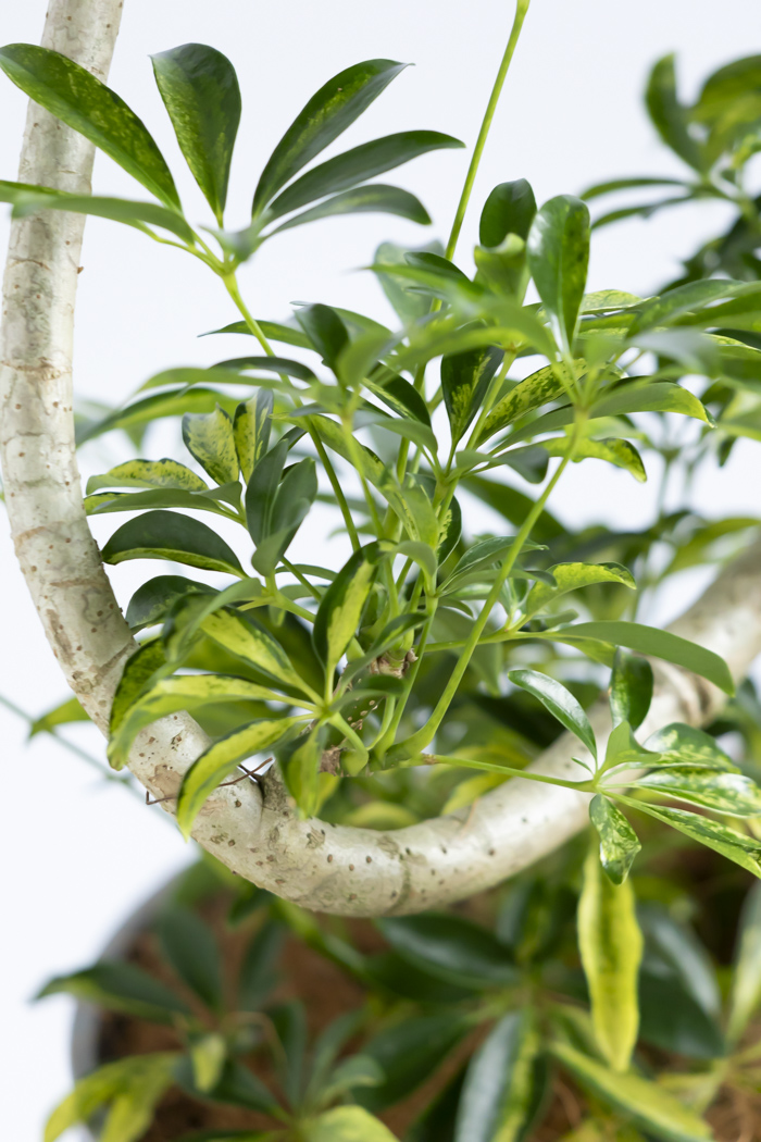 観葉植物 シェフレラ アッシュフォリア曲がり 一点もの（8号鉢）の写真9枚目