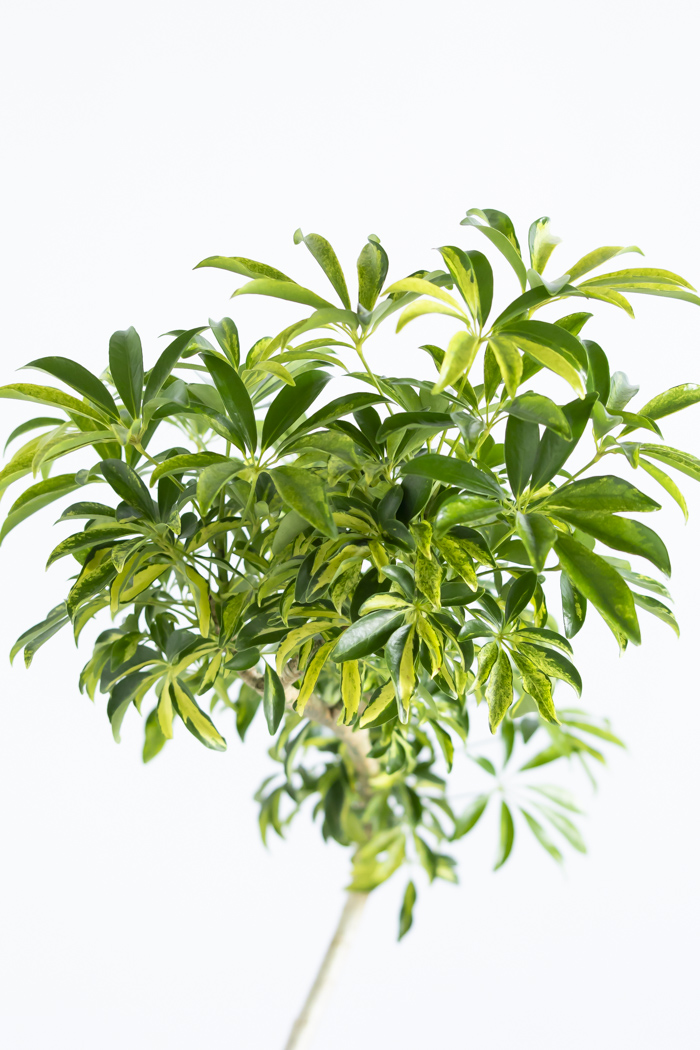 観葉植物 シェフレラ アッシュフォリア曲がり 一点もの（8号鉢）の写真10枚目