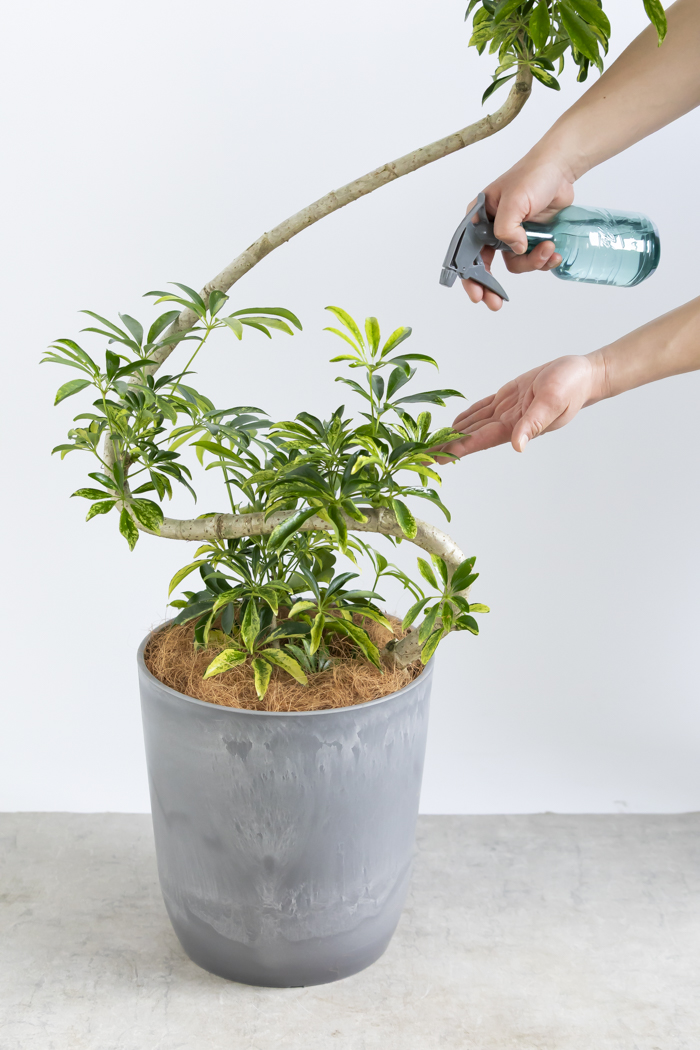 観葉植物 シェフレラ アッシュフォリア曲がり 一点もの（8号鉢）の写真14枚目