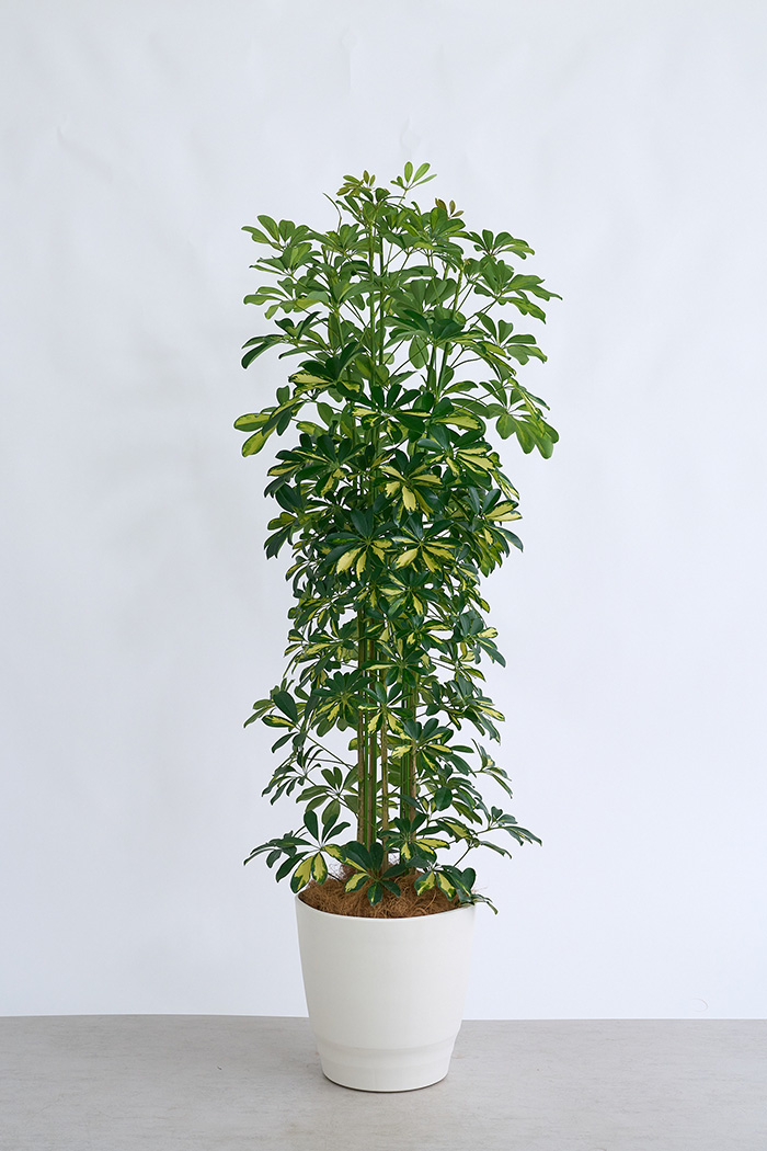 大型の観葉植物 XLサイズ（10号鉢）150cm～｜HanaPrime（ハナプライム）