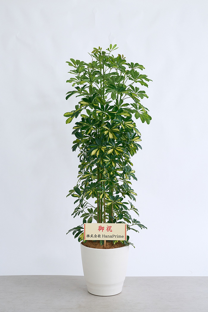 観葉植物 シェフレラ ホンコンカポック斑入り（10号鉢）の写真2枚目