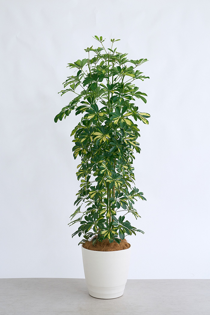 観葉植物 シェフレラ ホンコンカポック斑入り（10号鉢）の写真3枚目