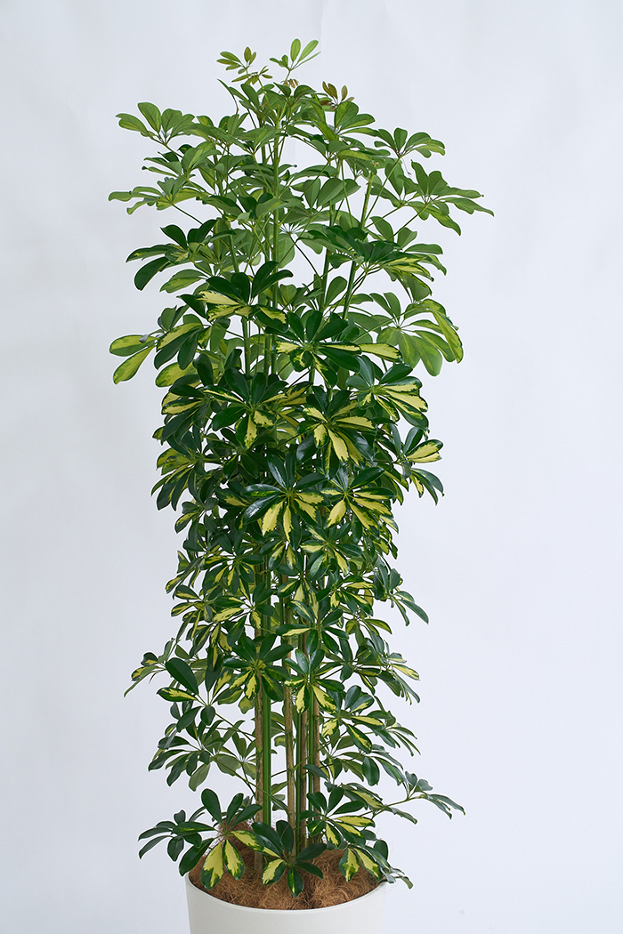 観葉植物 シェフレラ ホンコンカポック斑入り（10号鉢）の写真4枚目