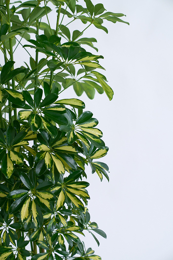 観葉植物 シェフレラ ホンコンカポック斑入り（10号鉢）の写真5枚目