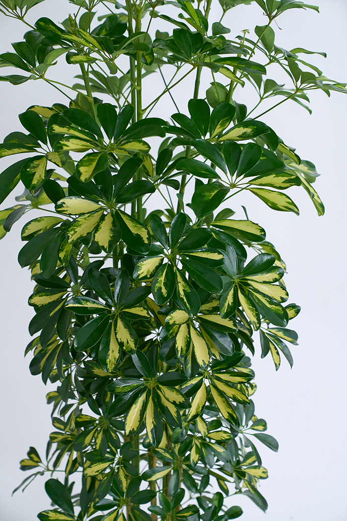 観葉植物 シェフレラ ホンコンカポック斑入り（10号鉢）の写真6枚目
