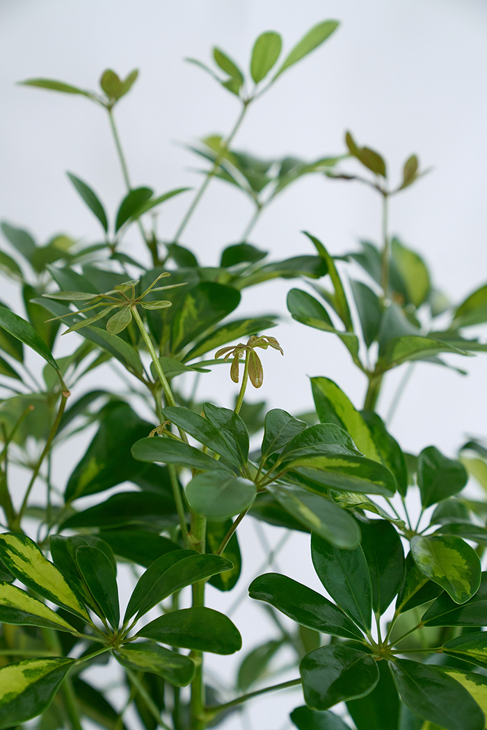 観葉植物 シェフレラ ホンコンカポック斑入り（10号鉢）の写真7枚目