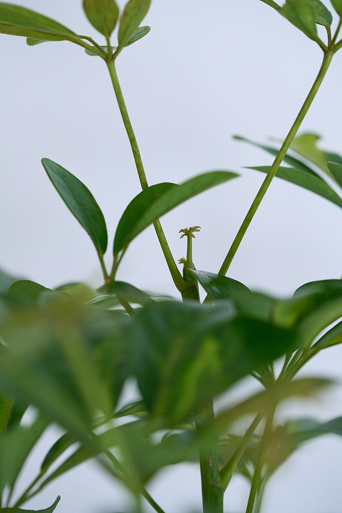 観葉植物 シェフレラ ホンコンカポック斑入り（10号鉢）の写真8枚目