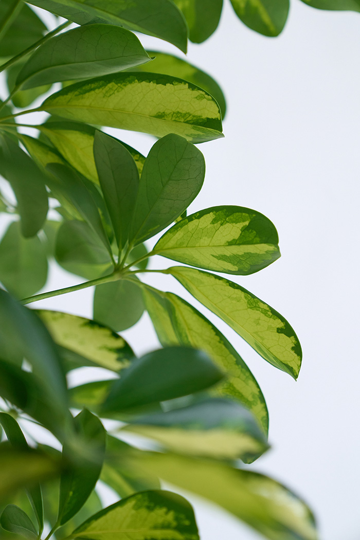 観葉植物 シェフレラ ホンコンカポック斑入り（10号鉢）の写真9枚目