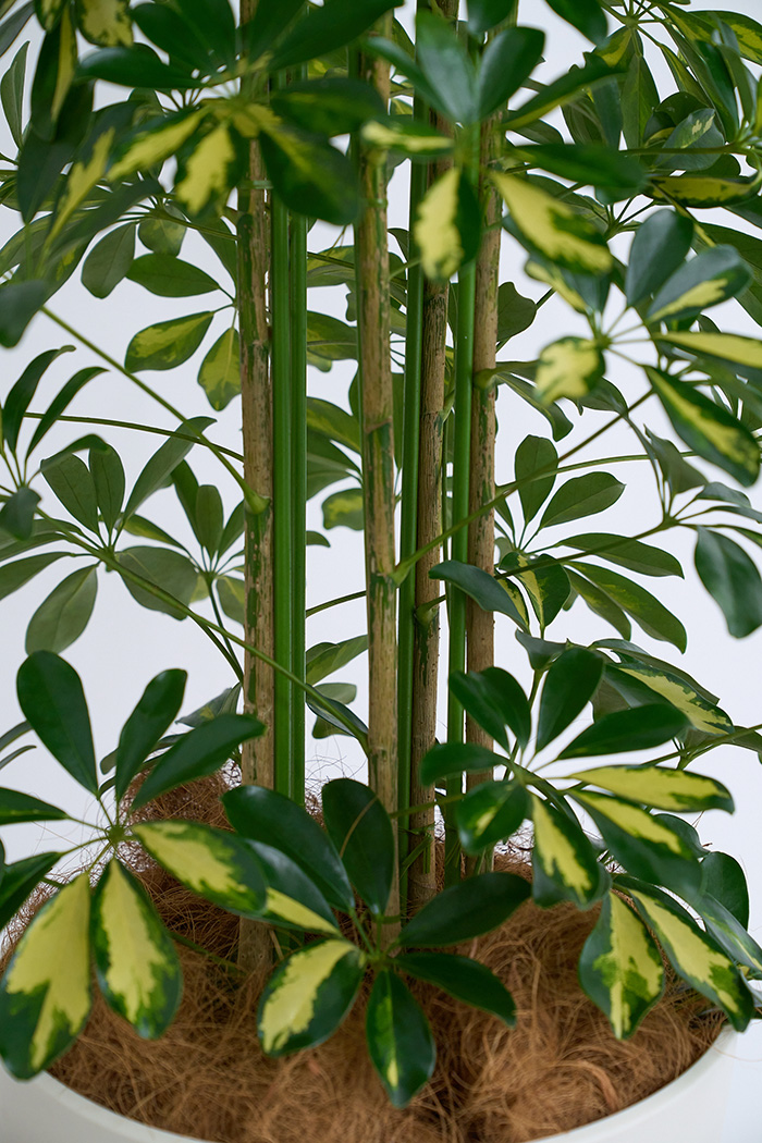 観葉植物 シェフレラ ホンコンカポック斑入り（10号鉢）の写真10枚目