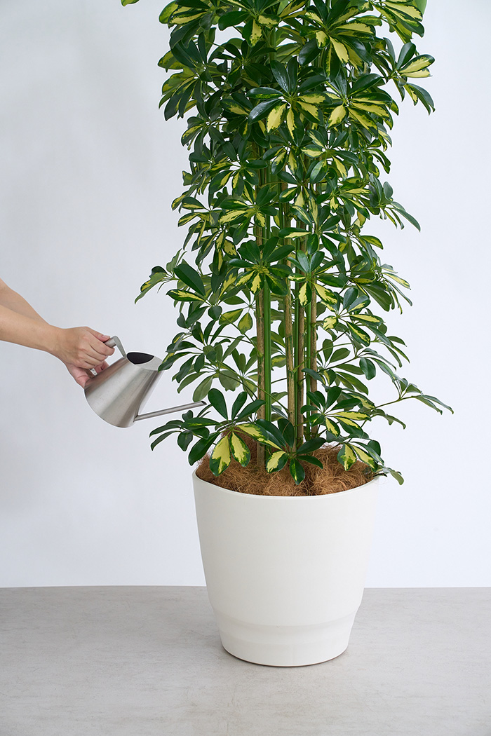 観葉植物 シェフレラ ホンコンカポック斑入り（10号鉢）の写真11枚目