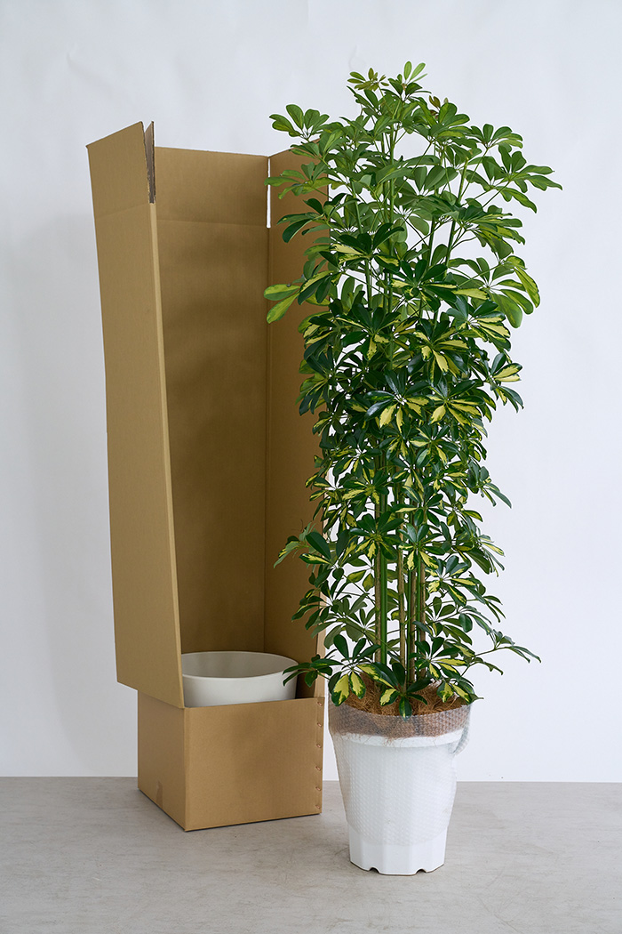 観葉植物 シェフレラ ホンコンカポック斑入り（10号鉢）の写真13枚目
