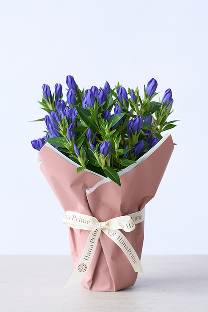 敬老の日限定 花鉢 リンドウ Blue（4号鉢）