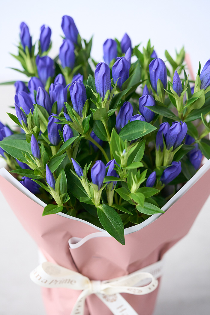 敬老の日限定 花鉢 リンドウ Blue（4号鉢）