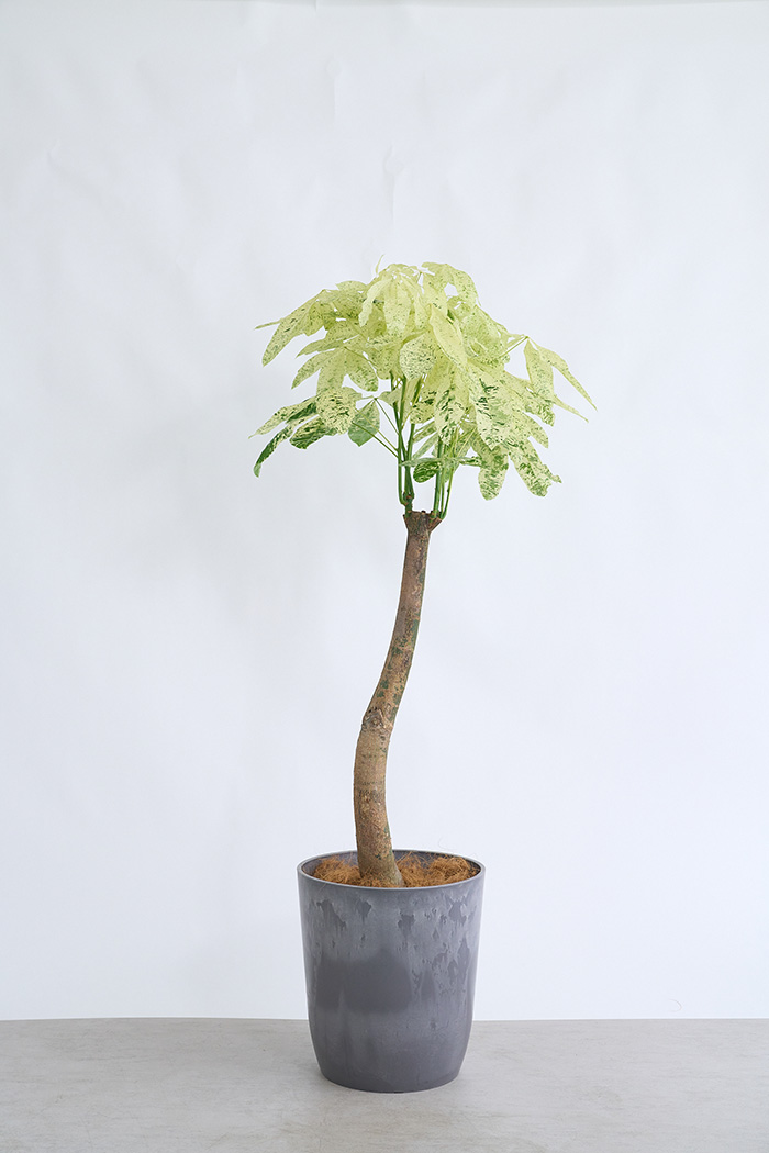 観葉植物 パキラ ミルキーウェイ 一点もの(A)（10号鉢）の写真1枚目