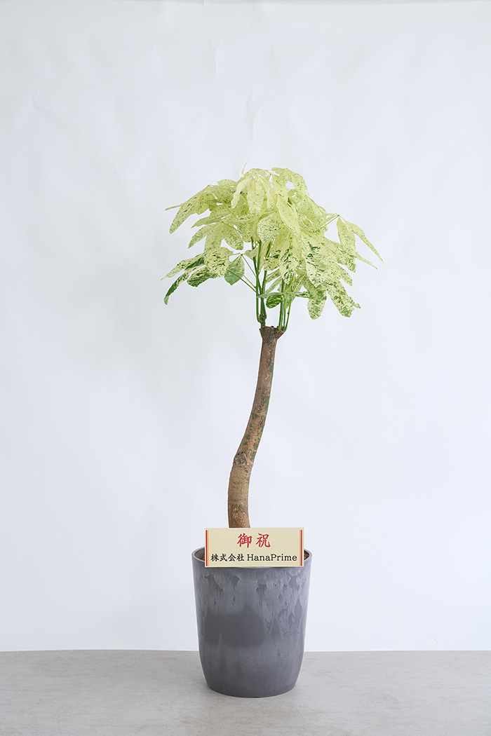 観葉植物 パキラ ミルキーウェイ 一点もの(A)（10号鉢）の写真2枚目