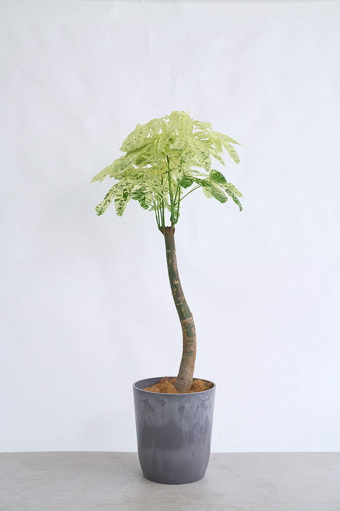 観葉植物 パキラ ミルキーウェイ 一点もの(A)（10号鉢）｜HanaPrime