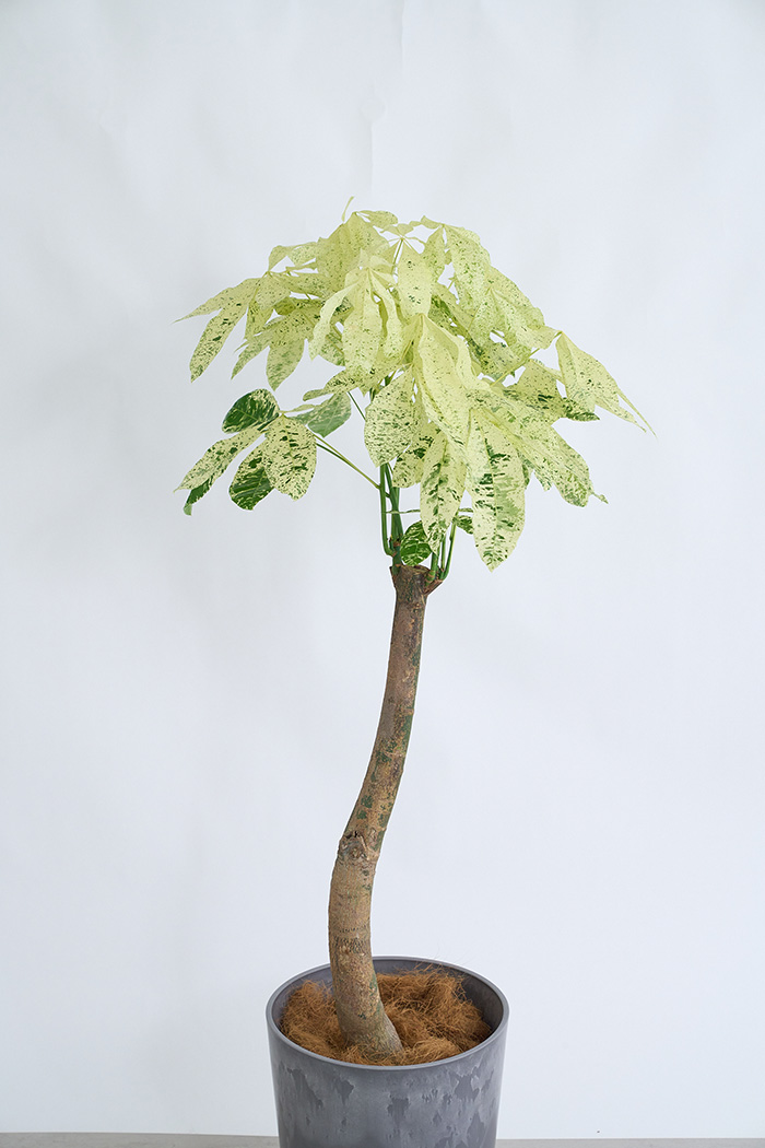 観葉植物 パキラ ミルキーウェイ 一点もの(A)（10号鉢）｜HanaPrime