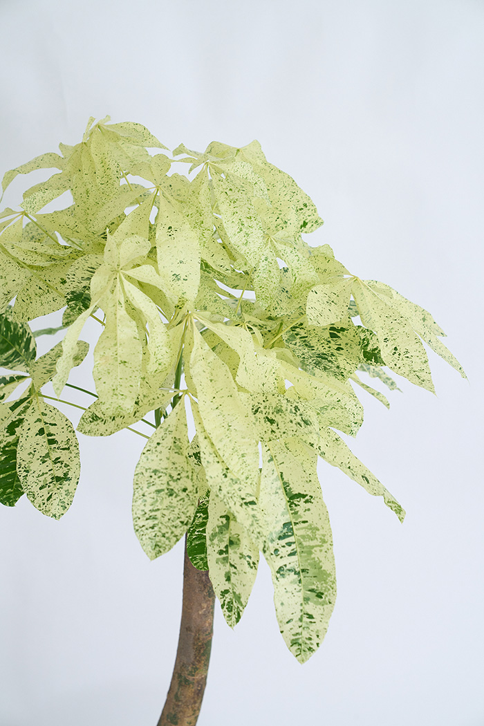 観葉植物 パキラ ミルキーウェイ 一点もの(A)（10号鉢）の写真5枚目