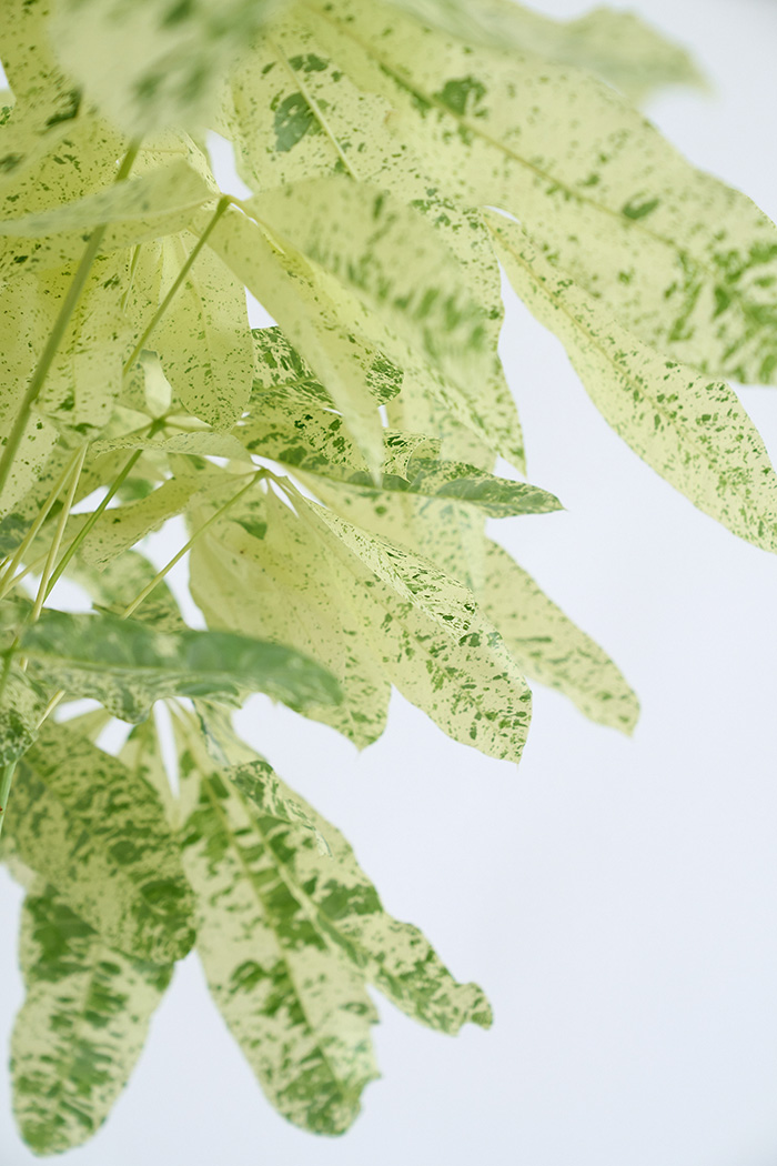 観葉植物 パキラ ミルキーウェイ 一点もの(A)（10号鉢）の写真6枚目