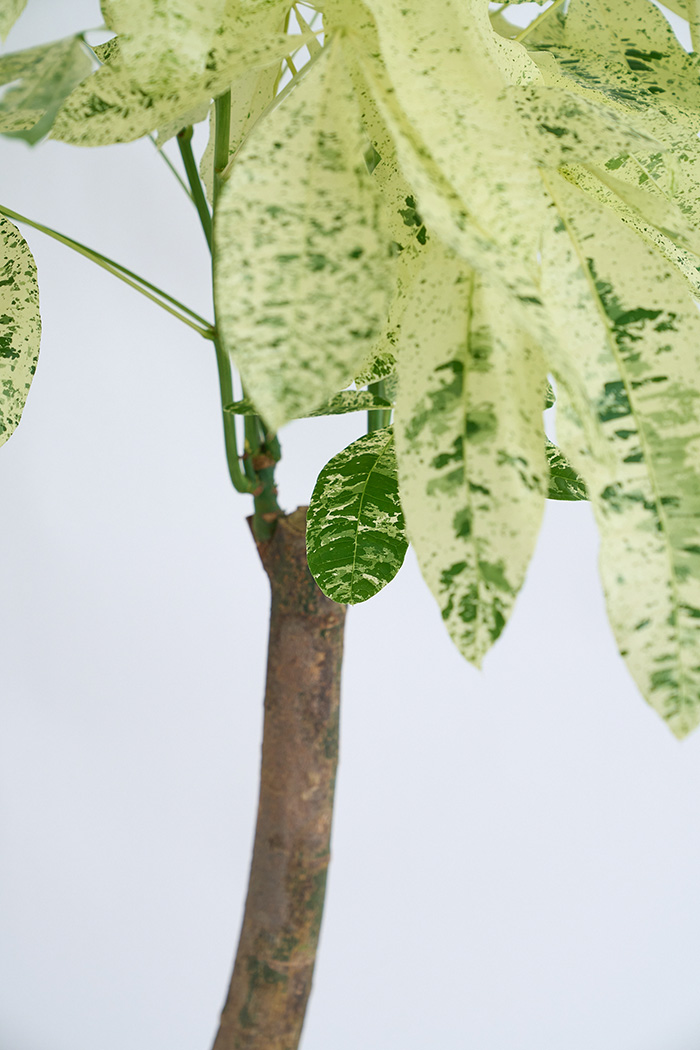 観葉植物 パキラ ミルキーウェイ 一点もの(A)（10号鉢）の写真7枚目
