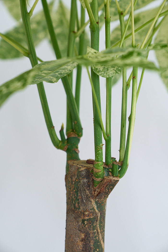 観葉植物 パキラ ミルキーウェイ 一点もの(A)（10号鉢）の写真8枚目