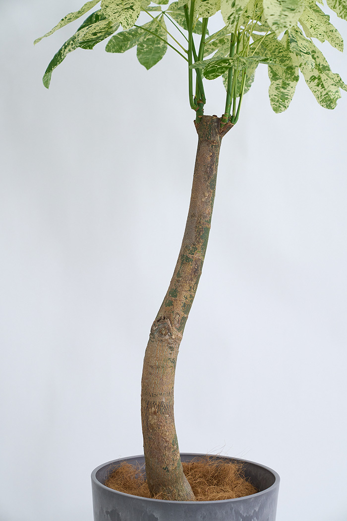 観葉植物 パキラ ミルキーウェイ 一点もの(A)（10号鉢）の写真9枚目