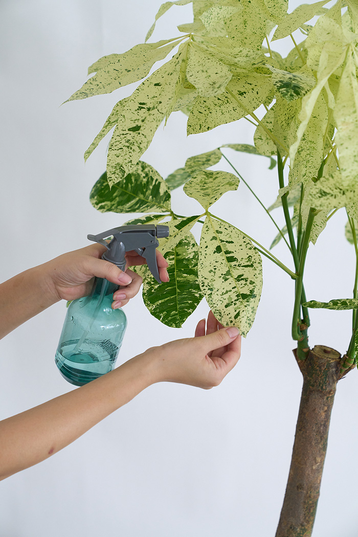 観葉植物 パキラ ミルキーウェイ 一点もの(A)（10号鉢）の写真11枚目