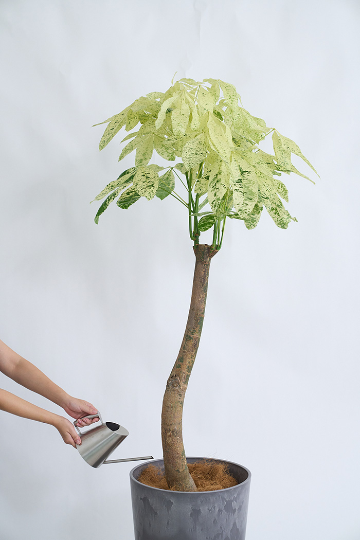 観葉植物 パキラ ミルキーウェイ 一点もの(A)（10号鉢）の写真12枚目