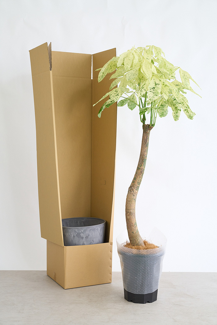 観葉植物 パキラ ミルキーウェイ 一点もの(A)（10号鉢）の写真13枚目