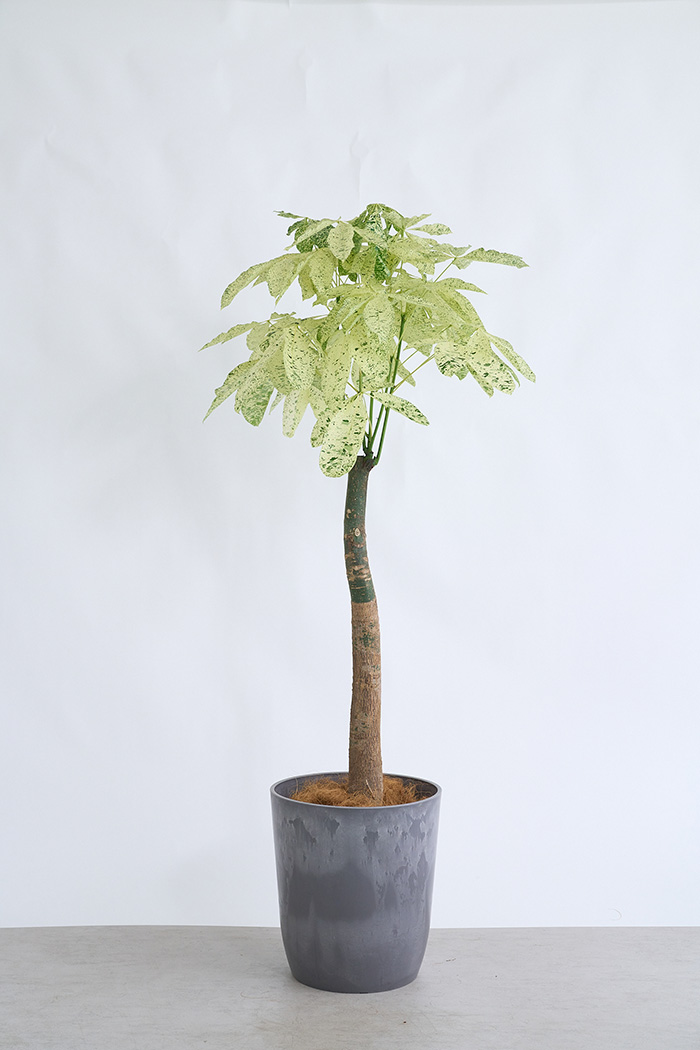 観葉植物 パキラ ミルキーウェイ 一点もの(B)（10号鉢）の写真1枚目
