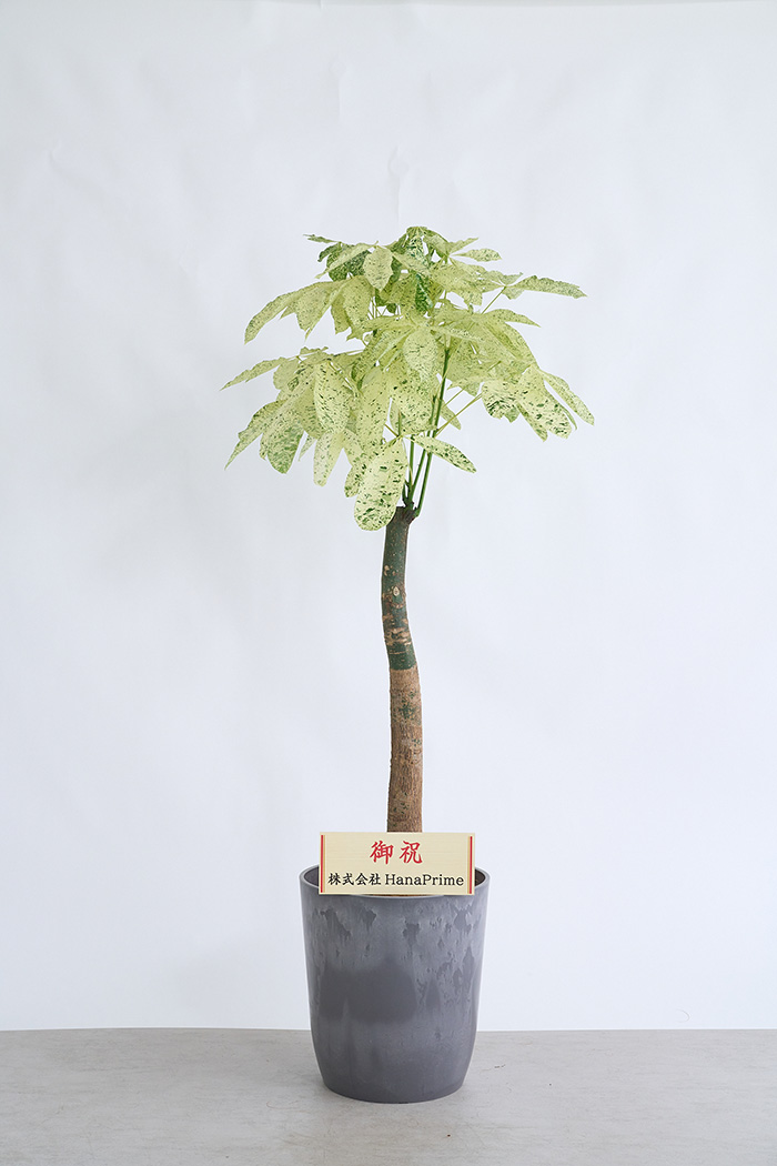 観葉植物 パキラ ミルキーウェイ 一点もの(B)（10号鉢）の写真2枚目