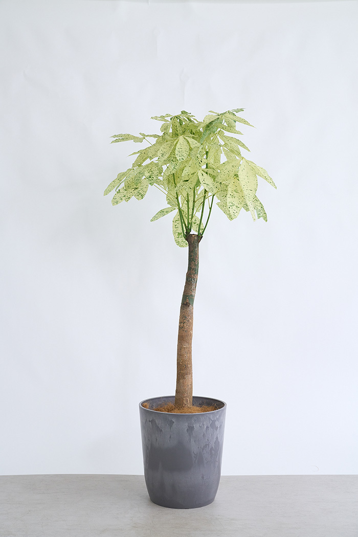 観葉植物 パキラ ミルキーウェイ 一点もの(B)（10号鉢）の写真3枚目