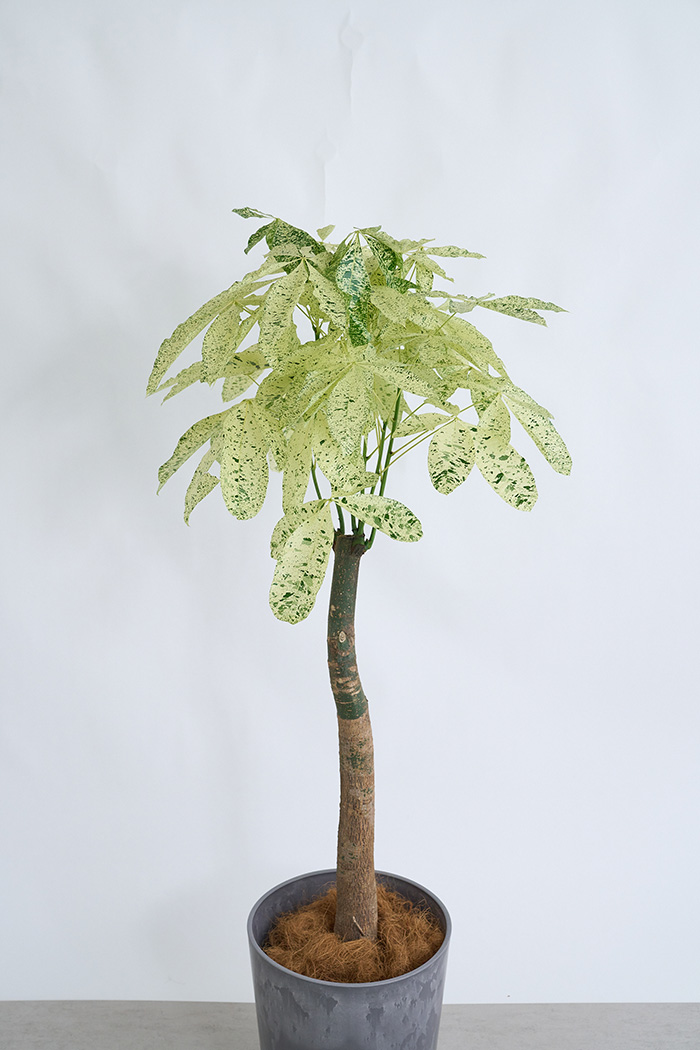 観葉植物 パキラ ミルキーウェイ 一点もの(B)（10号鉢）の写真4枚目