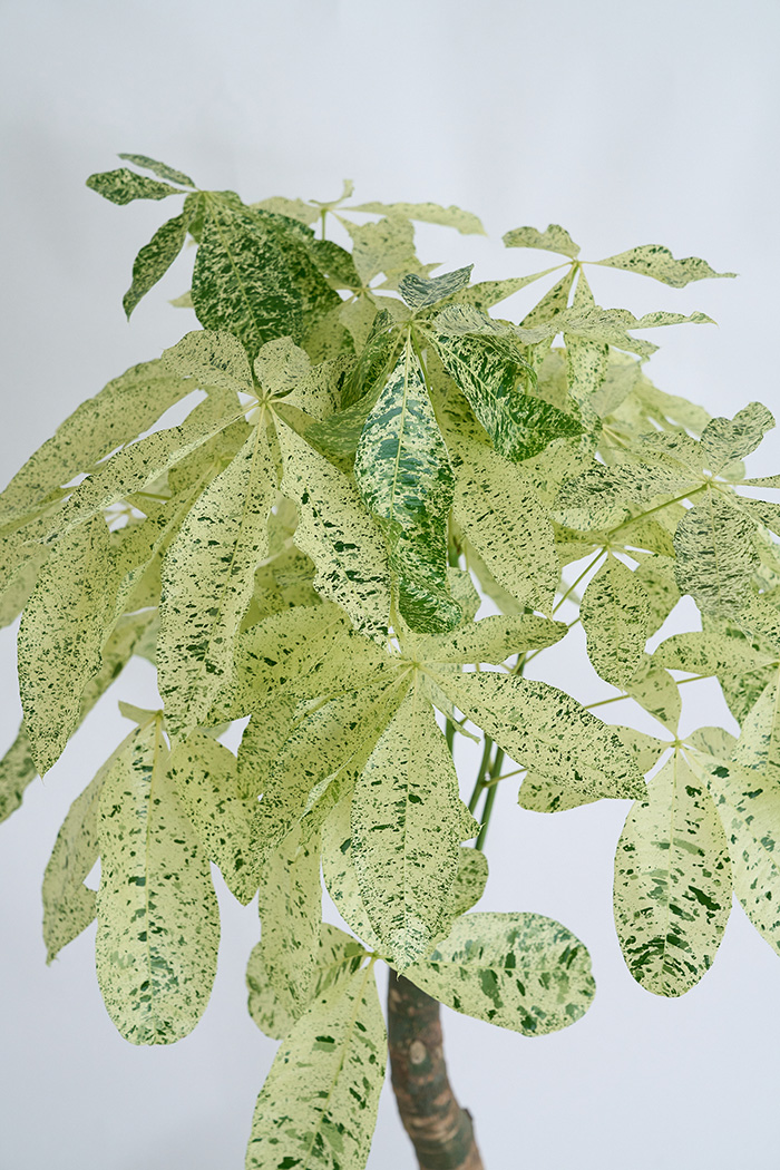 観葉植物 パキラ ミルキーウェイ 一点もの(B)（10号鉢）の写真5枚目