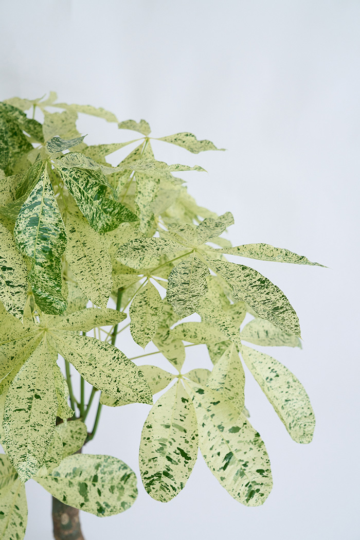 観葉植物 パキラ ミルキーウェイ 一点もの(B)（10号鉢）の写真6枚目
