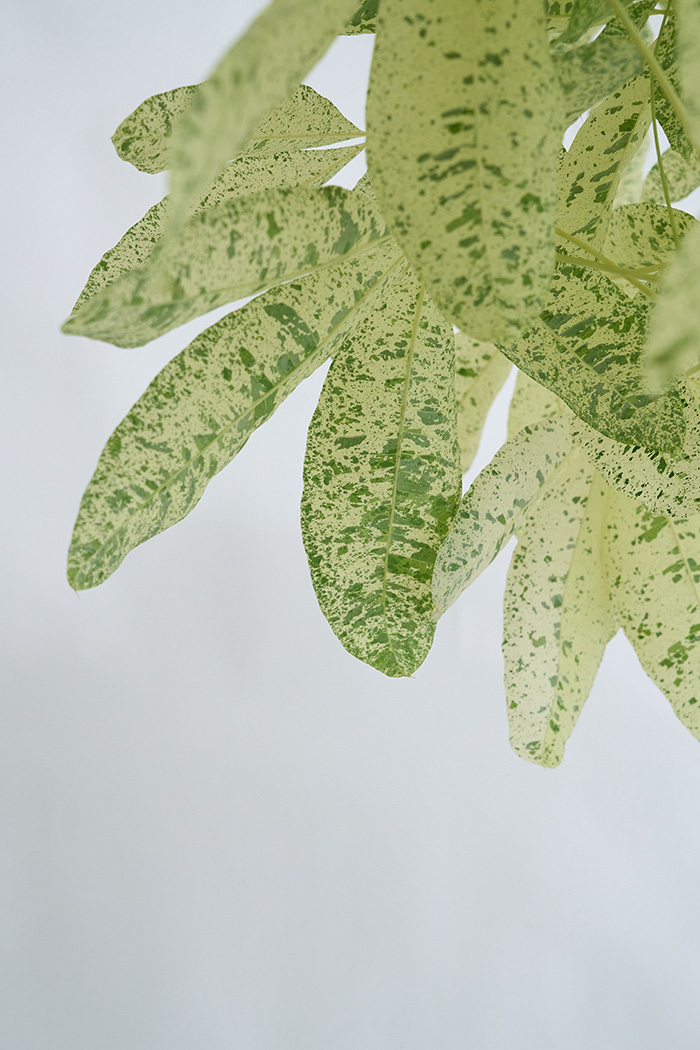 観葉植物 パキラ ミルキーウェイ 一点もの(B)（10号鉢）の写真7枚目