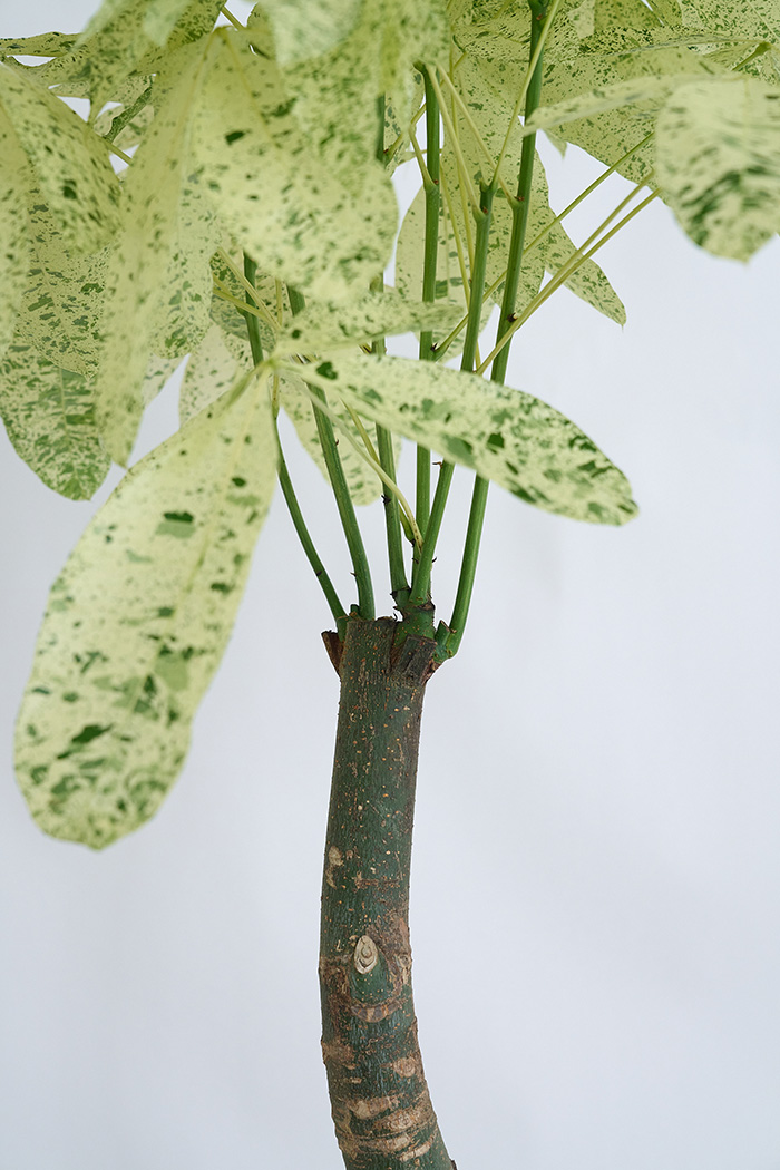 観葉植物 パキラ ミルキーウェイ 一点もの(B)（10号鉢）の写真8枚目