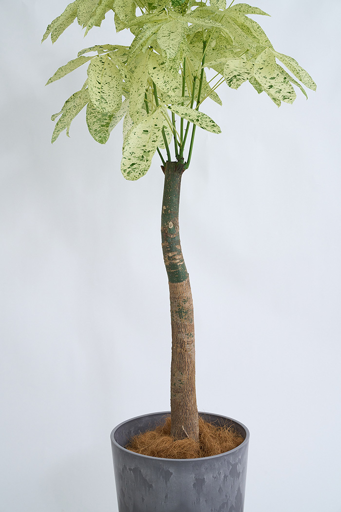 観葉植物 パキラ ミルキーウェイ 一点もの(B)（10号鉢）の写真10枚目