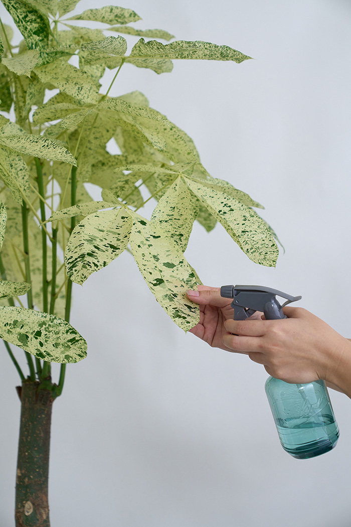 観葉植物 パキラ ミルキーウェイ 一点もの(B)（10号鉢）の写真11枚目