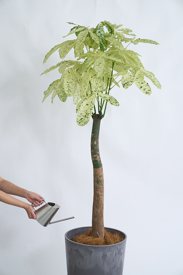 観葉植物 パキラ ミルキーウェイ 一点もの(B)（10号鉢）の写真12枚目