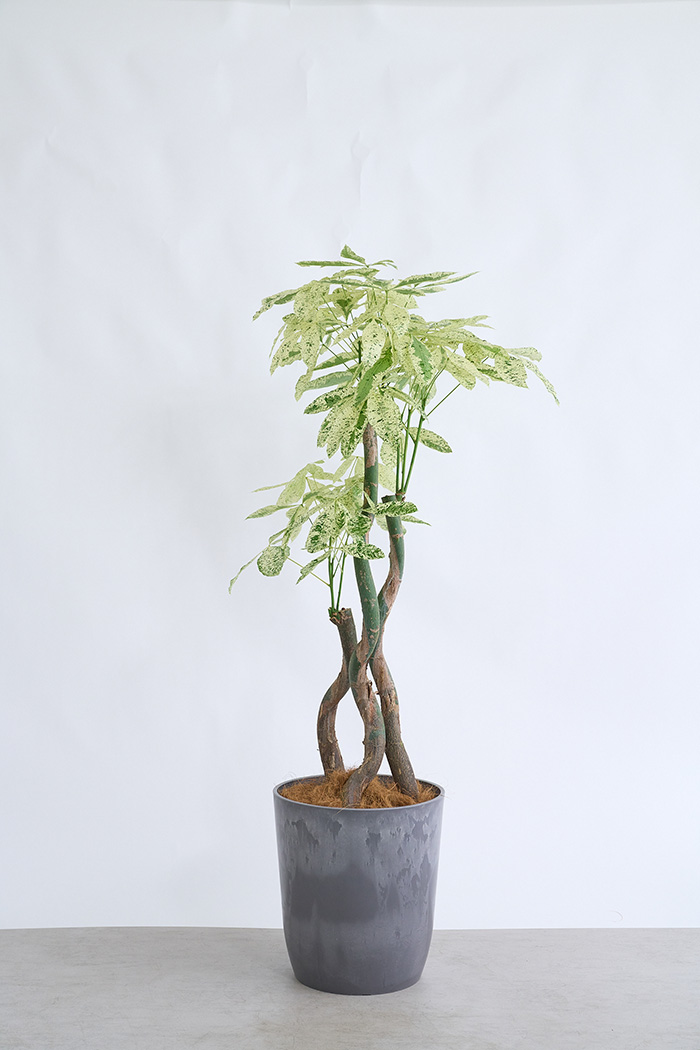 観葉植物 パキラ ミルキーウェイ3本立  一点もの（10号鉢）の写真1枚目
