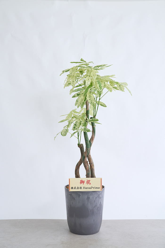 観葉植物 パキラ ミルキーウェイ3本立  一点もの（10号鉢）の写真2枚目