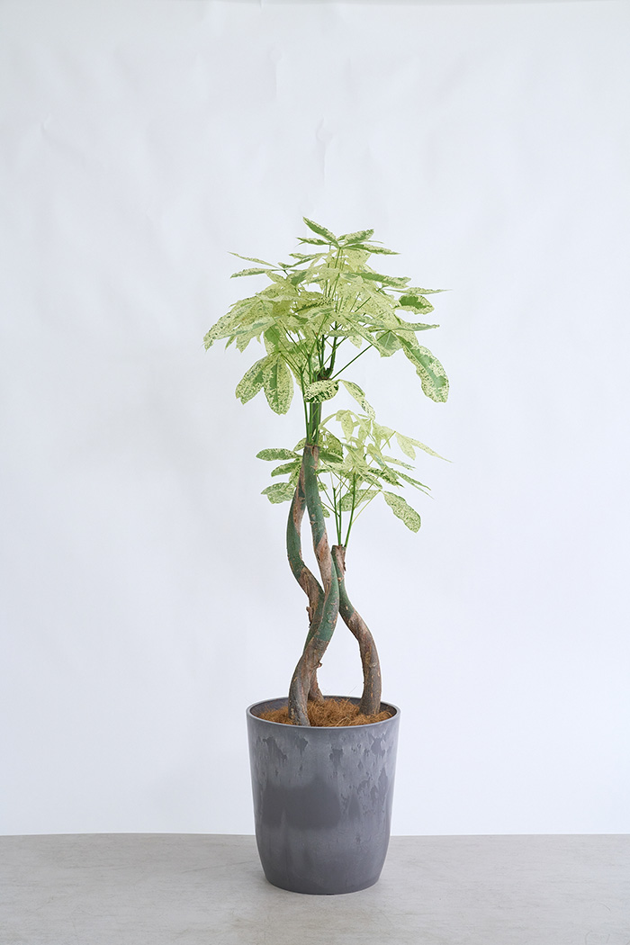 観葉植物 パキラ ミルキーウェイ3本立 一点もの（10号鉢）｜HanaPrime