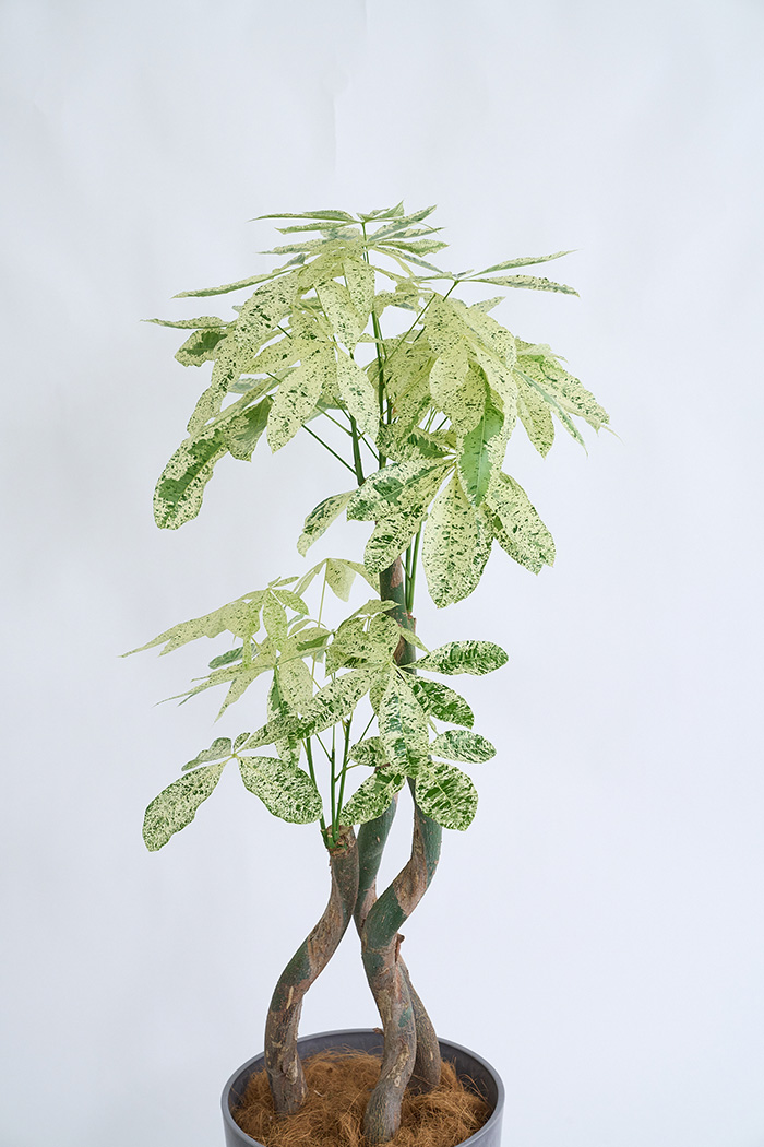 観葉植物 パキラ ミルキーウェイ3本立  一点もの（10号鉢）の写真4枚目