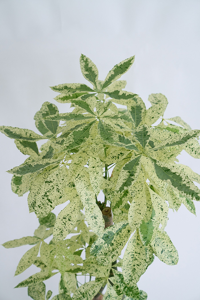 観葉植物 パキラ ミルキーウェイ3本立  一点もの（10号鉢）の写真5枚目