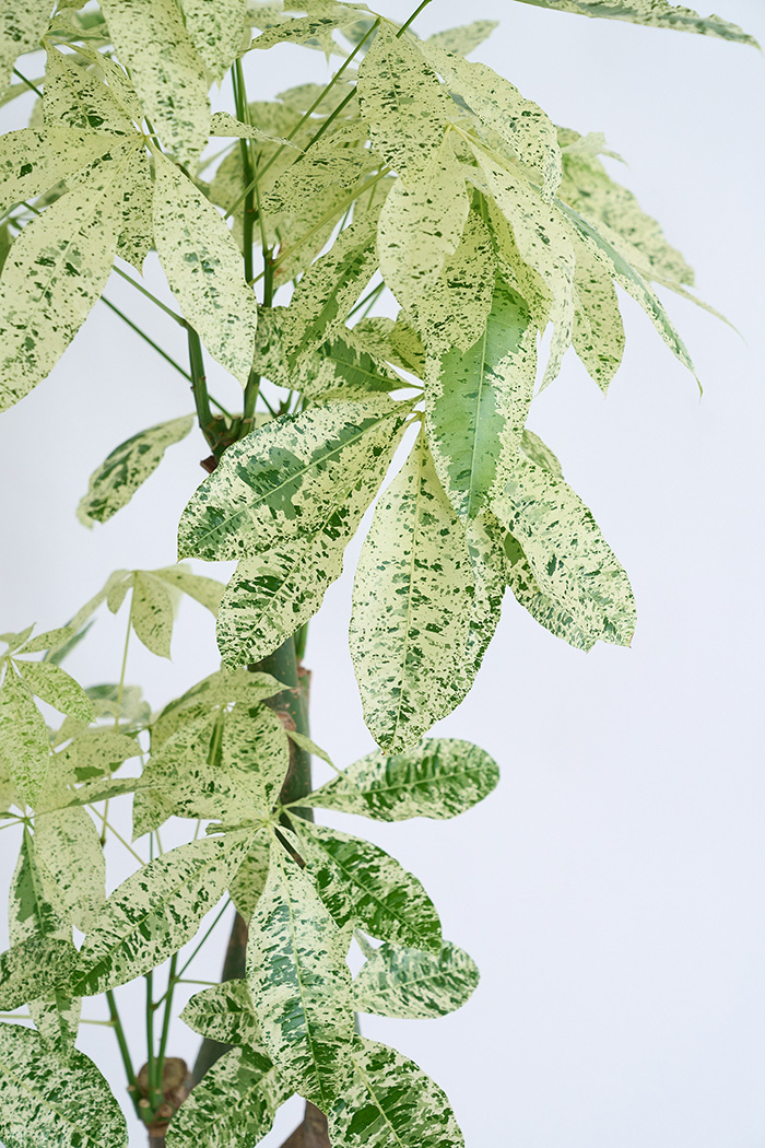 観葉植物 パキラ ミルキーウェイ3本立  一点もの（10号鉢）の写真6枚目