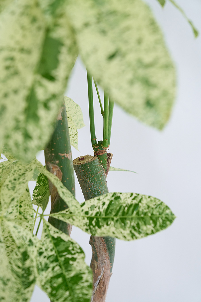 観葉植物 パキラ ミルキーウェイ3本立  一点もの（10号鉢）の写真7枚目