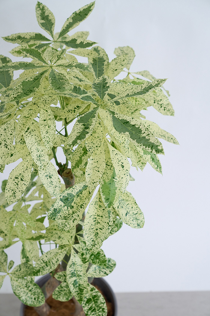 観葉植物 パキラ ミルキーウェイ3本立  一点もの（10号鉢）の写真8枚目